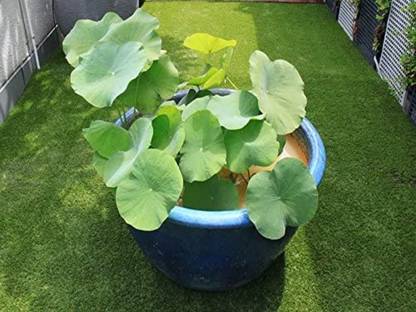 KNESSiN Snow Lotus-{100 Seeds} Seed
