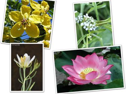 Faabiie High Quality Chaksu, Chandrasura, Lotus, Harmal Plant, Combo of 4 type of Seed