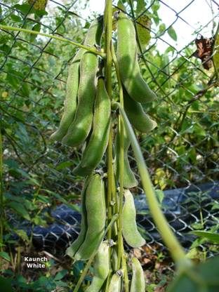 Faabiie Kaunch Safed Konch Mucuna Pruriens Cowhage or Cowitch Plant Seeds (White) Seed