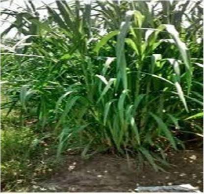 EasySeeds Napier Grass , Elephant Grass, Uganda Grass Seed