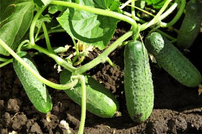 jkfarm Desi Kheera, Cucumber Seeds, Pure Organic Vegetable Seed