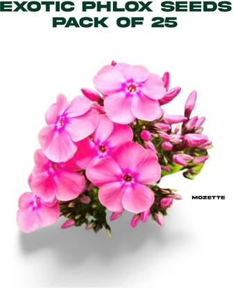 XOLDA Exotic philox seeds Seed