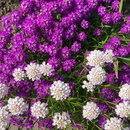 Poches Candytuft (Iberis sempervirens) Flower Seeds | High Germination Seeds | Seed
