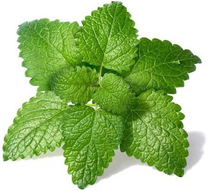 Nodoc Balm Mint Seed