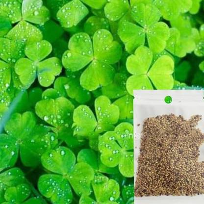 CR STORES Aquarium Plant Seeds Lucky Clover Oxygenating Live Plant Seeds (pack of 1) Seed