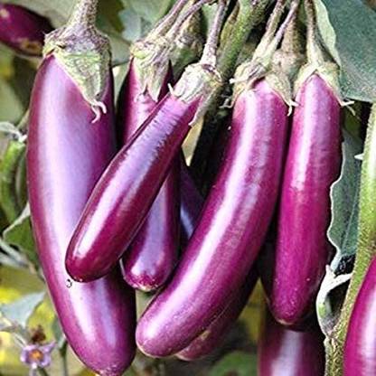 Qualtivate XXX-7A Disease Resistant Brinjal Seeds Seed
