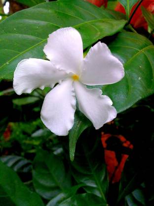 ASPEN Dwarf Variety Nandhiyavattam | Dwarf Variety Nanthiyavattai Flower Plant | Not a Seed