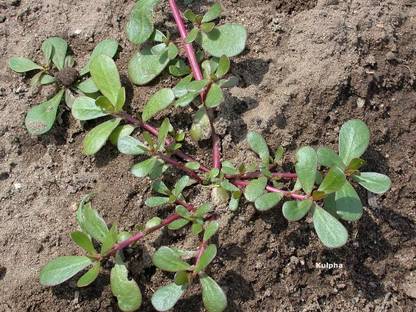 Faabiie Kulfa, Kulpha, Khurfa, Purslane, Portulaca Oleracea Plant Seed