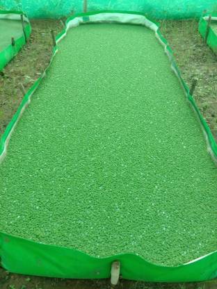 SBGARDEN azolla grass fern seeds/azolla seeds 920 Seed