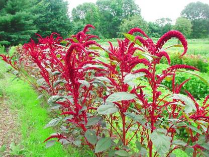ANGIOOUTLETS Amarnath vegetables 30-40 seeds pack of 2 Seed