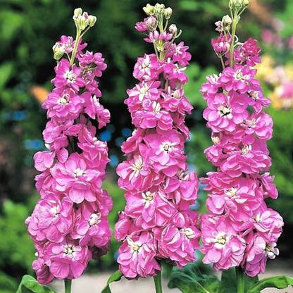 Zailaz Stock (Matthiola incana, Hoary stock) Flower Seeds| High Germination Seeds | Seed