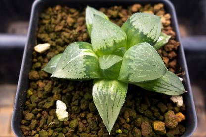 Srushtitraders Succulent - Haworthia Obtusa hyb. variegated Seed
