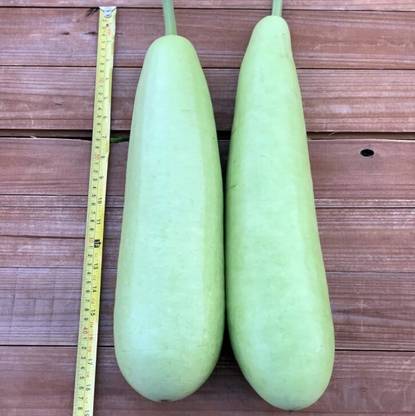 Avysa Long bottle gourd Seed