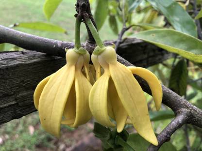 ASPEN Kanthali Champa | Hirwa Chafa | Ylang-Ylang Langi-Langi Live Plant | Not a Seed