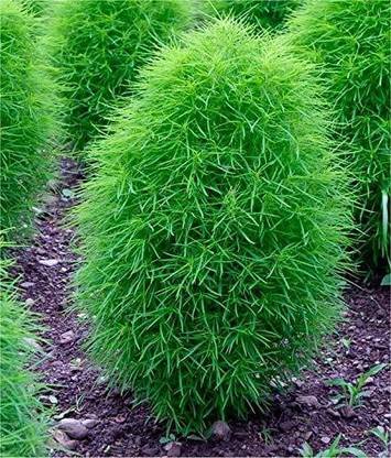 XOLDA kochia fire bush Seed