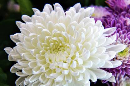 GARDENIFY INDIA White Double Chrysanthemum Flower, guldaudi flower Seed
