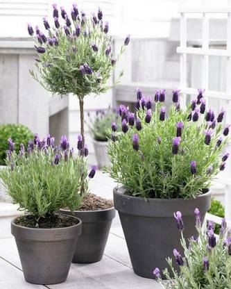 PLANTZON Lavender Plant Seed