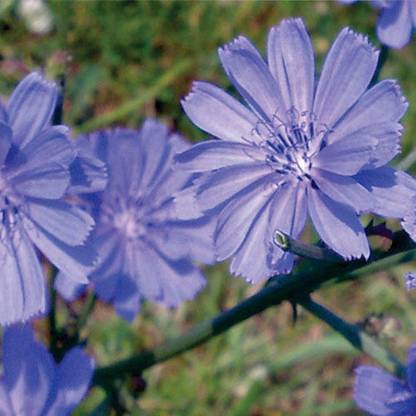 Faabiie Kasni Chicory Kasini kaasni CICHORIUM INTYBUS Plant Seed