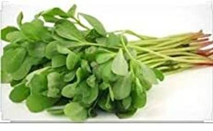 Nodoc Kulfa Vegetable Seed