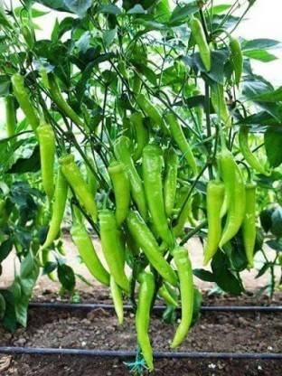 XOLDA Chilli vasuda Seed