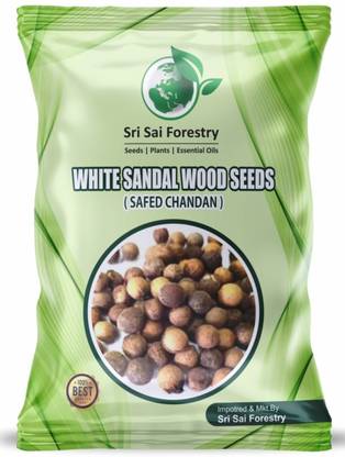 SRI SAI FORESTRY White Sandalwood Seeds (Srigandha): Grow the Finest Mysore Sandalwood Tree Seed