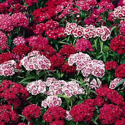 XOLDA Sweet william Seed