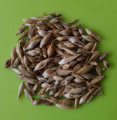 GREENSEA Lucky Bamboo Seed