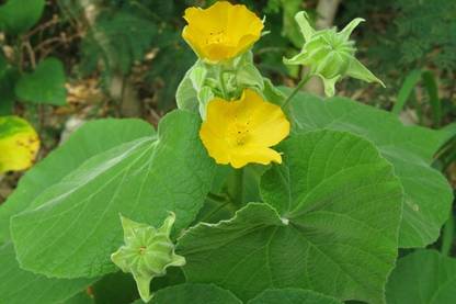 Faabiie Khareti Kharaiti Balaa Atibala Abutilon Indicum Plant Seed