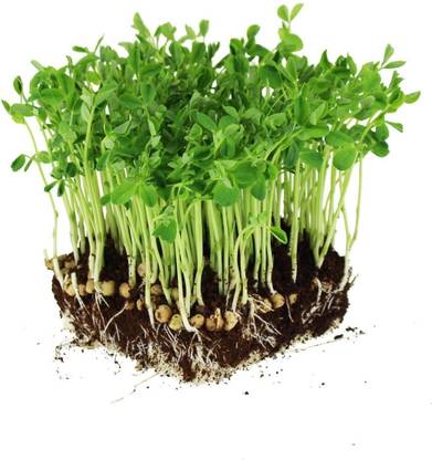 GARDENIFY INDIA Microgreen Pea Shoots Seed