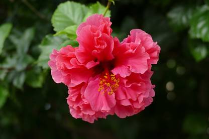 ASPEN Double Layer Red Hibiscus | Sembaruthi Flower Healthy Live Plant | Not a Seed