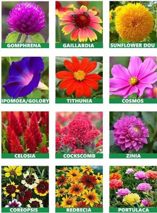 ibains Flower seeds all season Seed