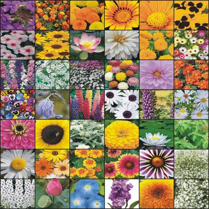 Vrisa Green 40 Variety of Flower Seeds Combo Pack For Home Seed