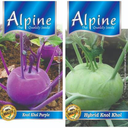 ALPINE HYBRID SEEDS KNOL KHOL PURPLE, HYBRID KNOL KHOL Seed