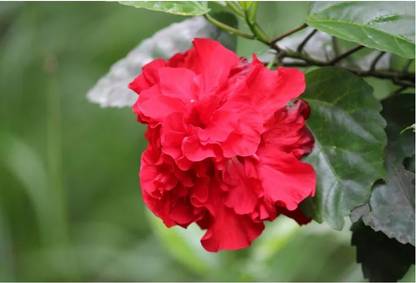 ASPEN Hibiscus | Sembaruthi Red Double Flower Live Plant | Not a Seed