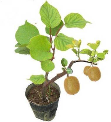 Khushi Prova Kiwi Fruit Seed