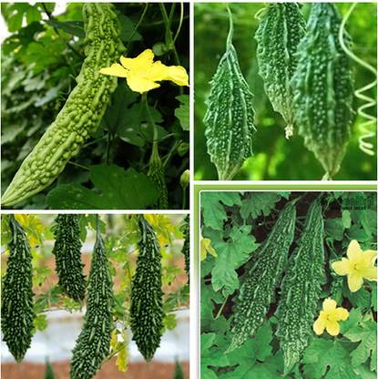 PMA Bettar gurd seed Seed