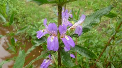 फैबी तल्माखाना, ताल मखाना, कोकीलक्षा, एस्ट्राकैंठा लोंगीफोलिया प्लांट बीज