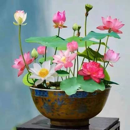 DEYS AGRO japanese BONSAI Lotus seeds, DRAWF seeds, for your indoor decoration Seed