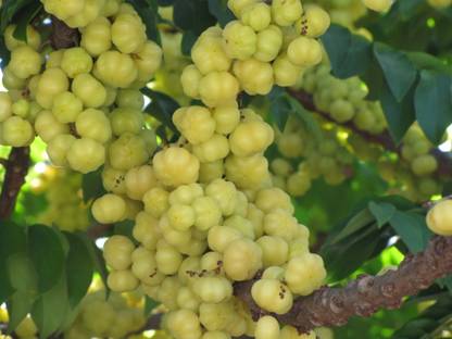 ASPEN Small Amla Plant Seed