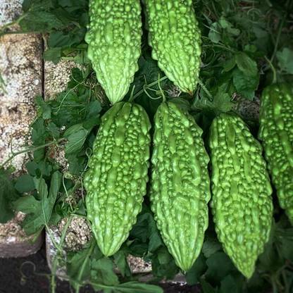 Cloud Farm Hybrid Bitter gourd Seeds 103 Seed