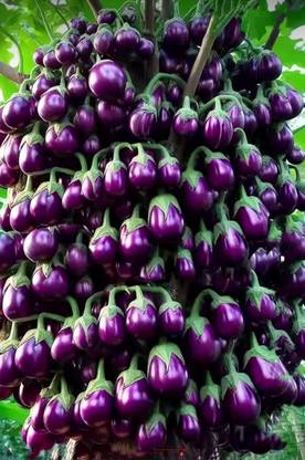 HYBRID 10g, hybrid brinjal seeds highest yield Verity early fruiting Seed