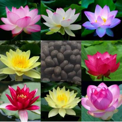 plantagrao Lotus Seeds Mixed, Lotus Seeds Mix Colour Flower, Kamal Seed Mixed Variety Seed Seed