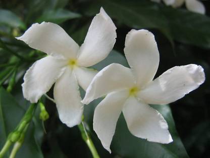 ASPEN Crape Jasmine Chandani Flower Healthy Live Plant | Not a Seed