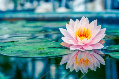 jkfarm Lotus, Kamal, Padma Phool Seed