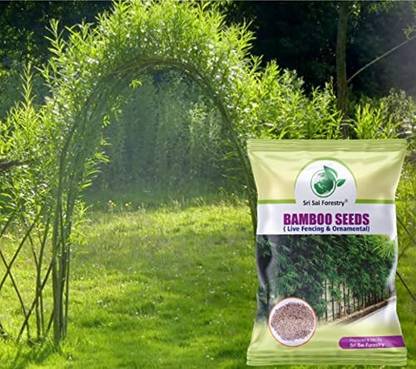 SRI SAI FORESTRY Bamboo Plant Seeds for Home Garden Seed