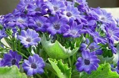 PMB Exotic cineraria Seed