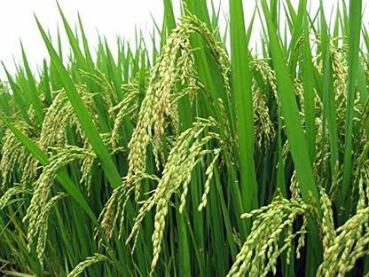 STOKIYA PUSA BASMATI - Sugandha 5 Dhan VARIETY PADDY / RICE 10 KG SEEDS Seed