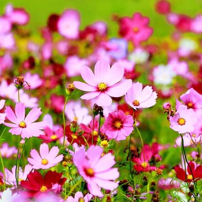 ibains Cosmos flower plant seed Seed