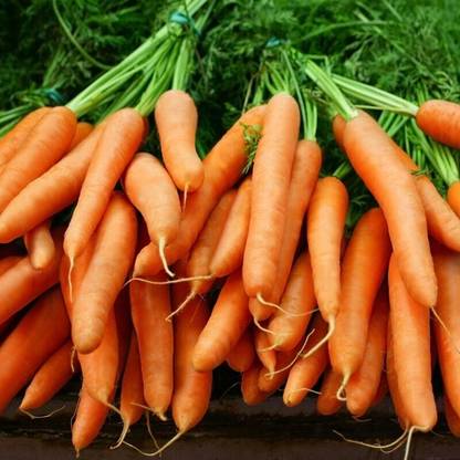 Cloud Farm Carrot Seed