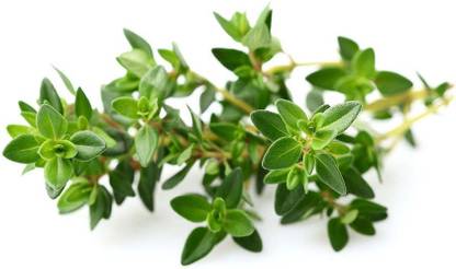 MegaValue Thyme Seed